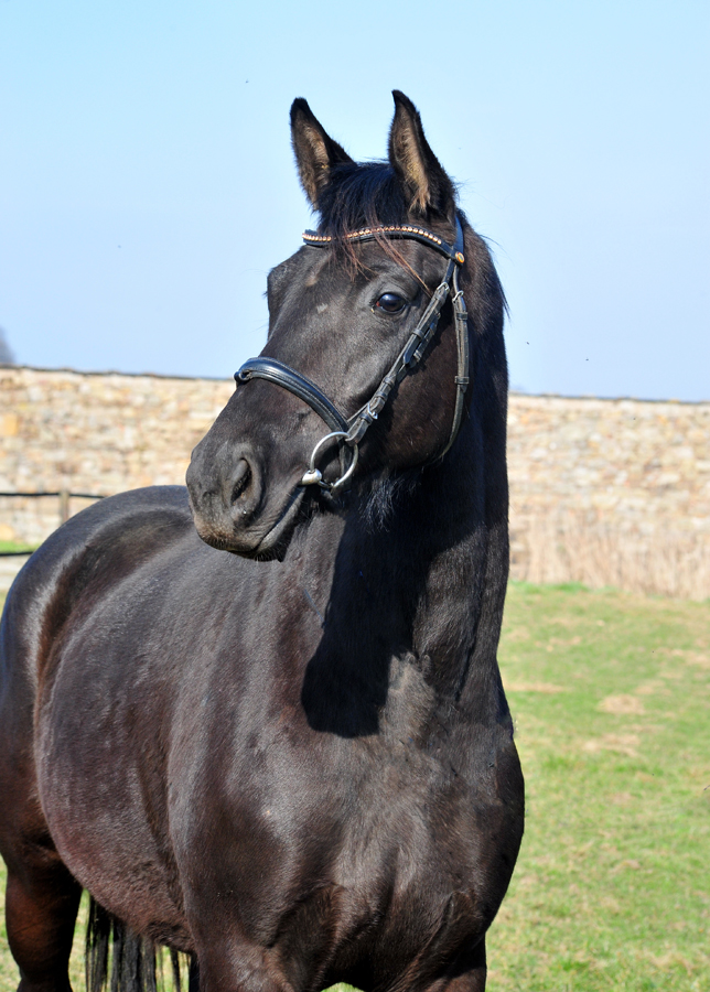 Schwalbe's Magic v. Frst Magic x Totilas - Trakehner Gestt Hmelschenburg