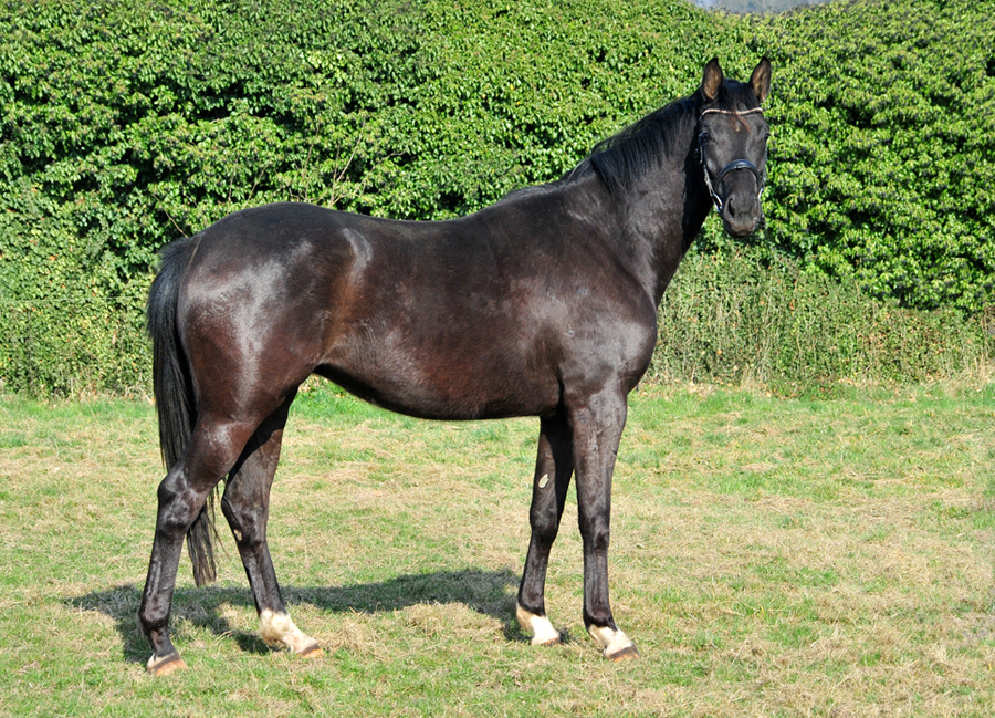 Schwalbe's Magic v. Frst Magic x Totilas - Trakehner Gestt Hmelschenburg