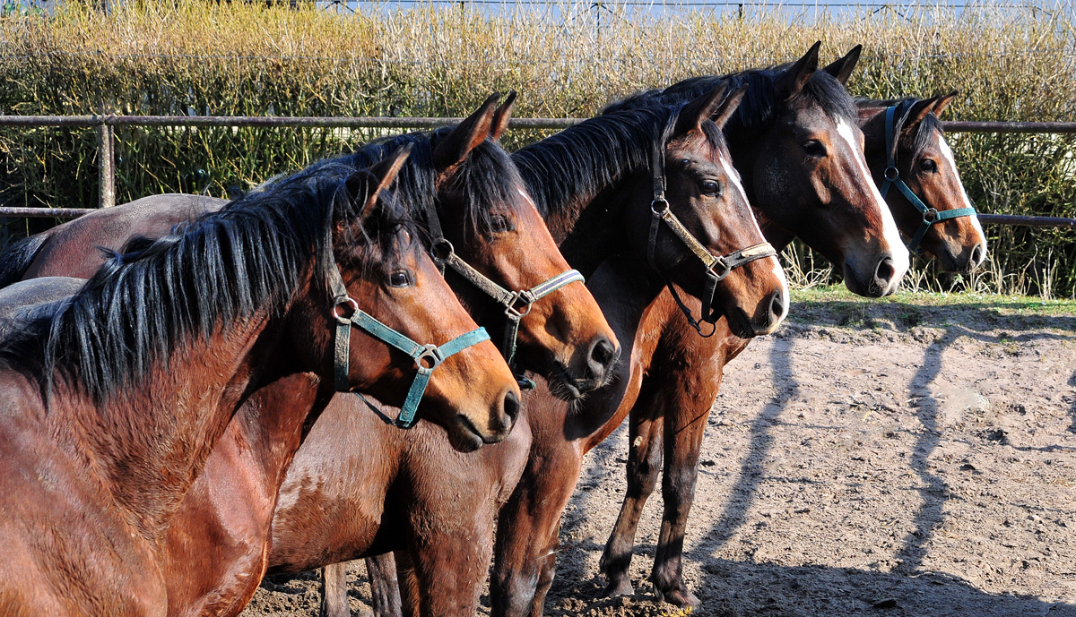2 - 5jhrige Hengste und Wallache - Trakehner Gestt Hmelschenburg