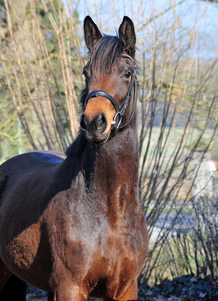 Schwalbe's Primavera v. Schplitzer - High Motion - Trakehner Gestt Hmelschenburg