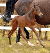 Hengstfohlen von Oliver Twist u.d. Rominten v. Manrico