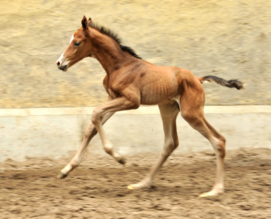 Trakehner Hengstfohlen von Saint Cyr u.d. Karena v. Freudenfest - im Gestt Hmelschenburg - Foto Beate Langels