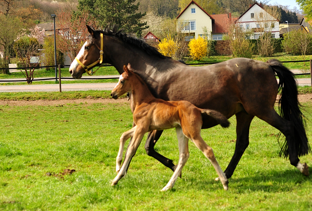 Hengstfohlen von High Motion u.d. Pr.u.StPrSt. Tavolara v. Exclusiv
 - Trakehner Gestt Hmelschenburg - Beate Langels