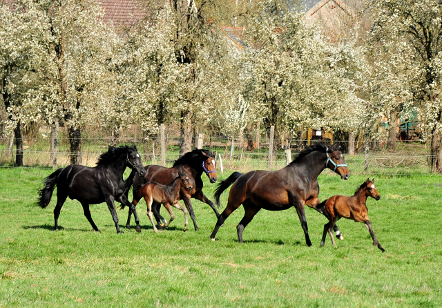 Stutfohlen von Sir Donnerhall u.d. Pr.u.StPrSt. Gardema von Shavalou - Kostolany - Gestt Schplitz - Foto: Beate Langels