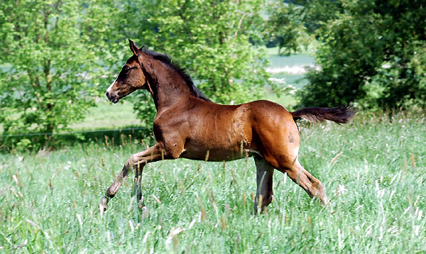  Hengstfohlen von Kostolany u.d. Pr.St. Schwalbenfeder v. Summertime - im Trakehner Gestt Hmelschenburg - Foto: Beate Langels