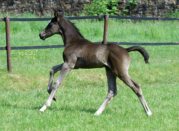 Trakehner Stutfohlen Schwalbensiegel  von Kostolany u.d. Schwalbenspiel v. Exclusiv - Trakehner Gestt Hmelschenburg - Foto: Beate Langels