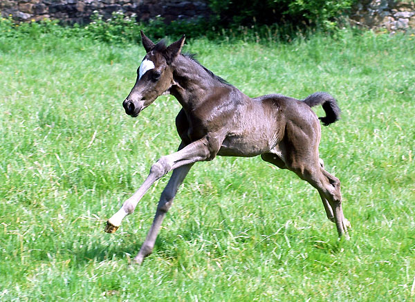 Trakehner Stutfohlen Schwalbensiegel von Kostolany x Schwalbenspiel - Trakehner Gestt Hmelschenburg - Foto: Beate Langels