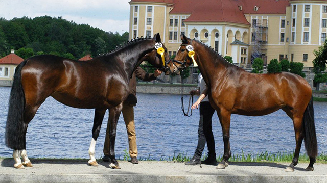 Daya Temi von Saint Cyr und Katniss Everdeen v. Saint Cyr - Gestt Schplitz - copyright Langels, Trakehner Gestt Hmelschenburg