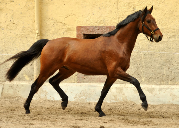 dreijhriger Trakehner Wallach von Freudenfest u.d. Elitestute Agatha Christy v. Showmaster - Foto Beate Langels