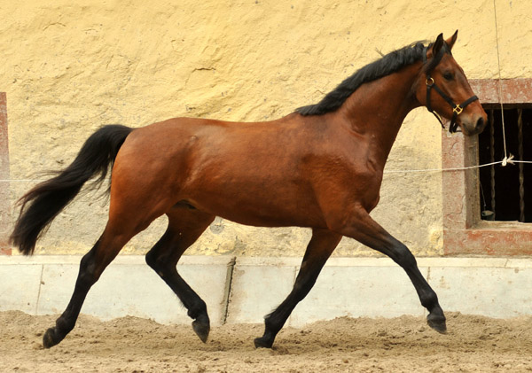 dreijhriger Trakehner Wallach von Freudenfest u.d. Elitestute Agatha Christy v. Showmaster - Foto Beate Langels