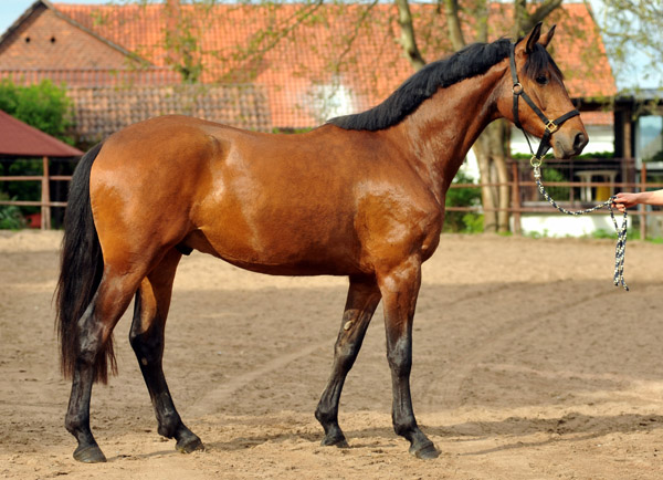 dreijhriger Trakehner Wallach von Freudenfest u.d. Elitestute Agatha Christy v. Showmaster - Foto Beate Langels