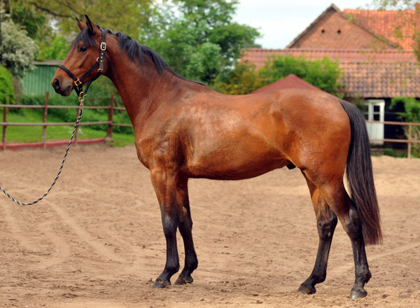 dreijhriger Trakehner Wallach von Freudenfest u.d. Elitestute Agatha Christy v. Showmaster - Foto Beate Langels