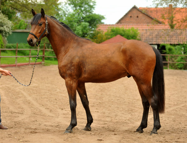 dreijhriger Trakehner Wallach von Freudenfest u.d. Elitestute Agatha Christy v. Showmaster - Foto Beate Langels