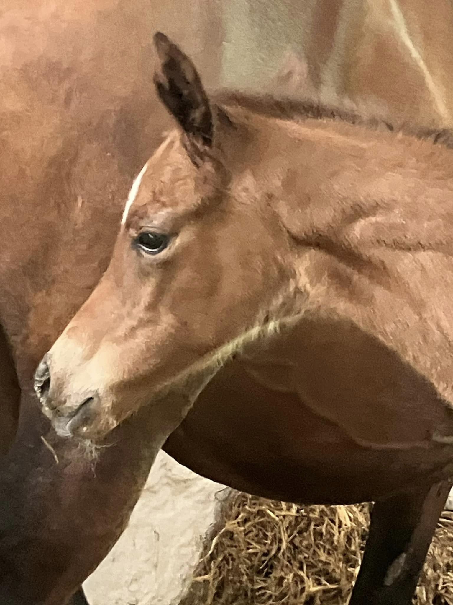 Trakehner Hengstfohlen von Glcksruf u.d. Pr.St. Schwalbe's Beauty v. High Motion x Imperio  - Gestt Hmelschenburg - Beate Langels