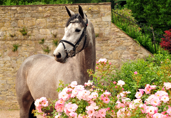 Trakehner Stute Tea Cup von Exclusiv u.d. Teatime v. Summertime - Foto: Beate Langels - Trakehner Gestt Hmelschenburg