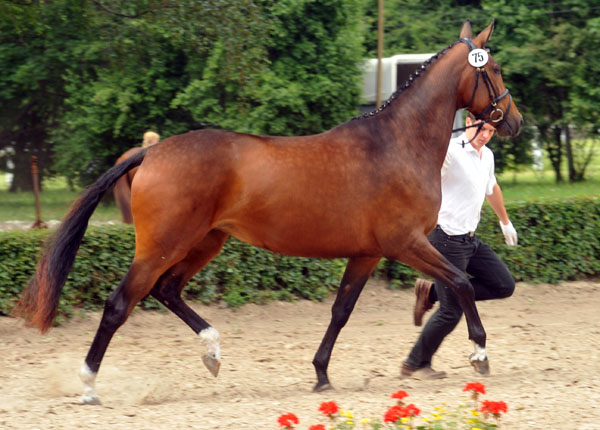 Galila von Exclusiv - Maestro, Prmienanwrterin des Trakehner Verbandes 2012, Foto: Beate Langels