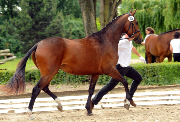 Galila von Exclusiv - Maestro, Prmienanwrterin des Trakehner Verbandes 2012, Foto: Beate Langels