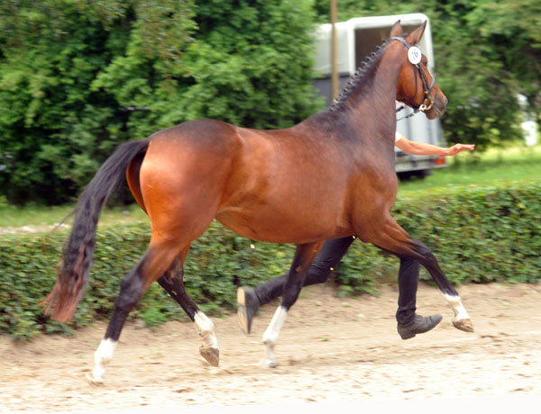 Val de Vienne von Exclusiv (im Juni 2012) - Foto: Beate Langels - Trakehner Gestt Hmelschenburg