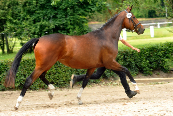 Val de Vienne von Exclusiv (im Juni 2012) - Foto: Beate Langels - Trakehner Gestt Hmelschenburg