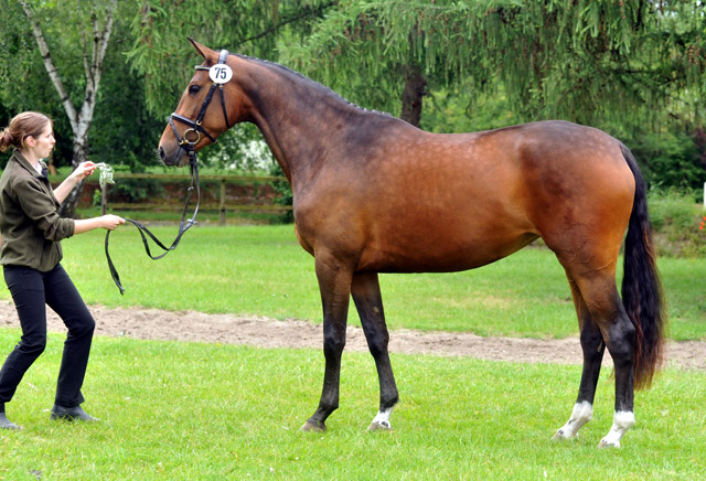 Galila von Exclusiv - Maestro, Prmienanwrterin des Trakehner Verbandes 2012, Foto: Beate Langels