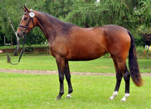 Galila von Exclusiv - Foto Beate Langels