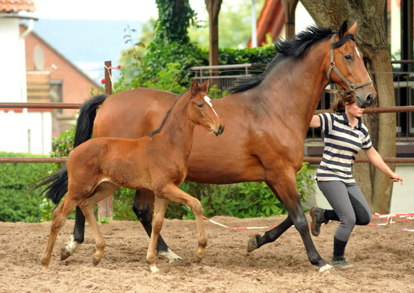 Trakehner Stutfohlen v. Freudenfest u.d. Elitestute Kalmar v. Exclusiv - Foto: Beate Langels Gestt Hmelschenburg