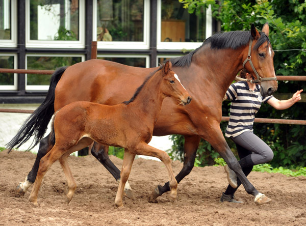 Trakehner Stutfohlen v. Freudenfest u.d. Elitestute Kalmar v. Exclusiv - Foto: Beate Langels Gestt Hmelschenburg