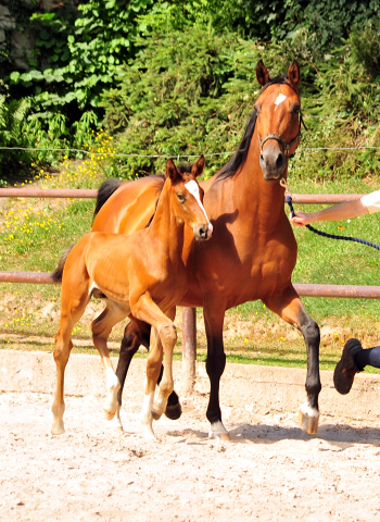 5 Wochen alt - Hengstfohlen von Saint Cyr u.d. Dagmar v. Damsey - Foto: Beate Langels