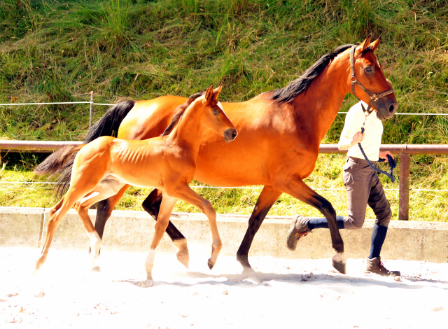 5 Wochen alt - Hengstfohlen von Saint Cyr u.d. Dagmar v. Damsey - Foto: Beate Langels