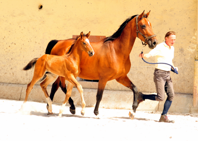 5 Wochen alt - Hengstfohlen von Saint Cyr u.d. Dagmar v. Damsey - Foto: Beate Langels