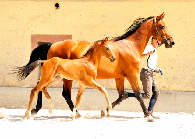 5 Wochen alt - Hengstfohlen von Saint Cyr u.d. Dagmar v. Damsey - Foto: Beate Langels