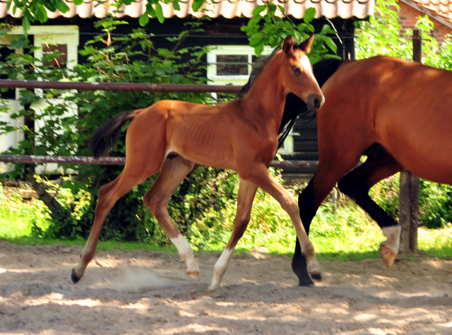 5 Wochen alt - Hengstfohlen von Saint Cyr u.d. Dagmar v. Damsey - Foto: Beate Langels
