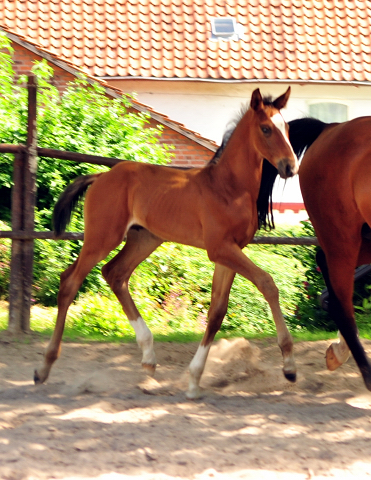 5 Wochen alt - Hengstfohlen von Saint Cyr u.d. Dagmar v. Damsey - Foto: Beate Langels