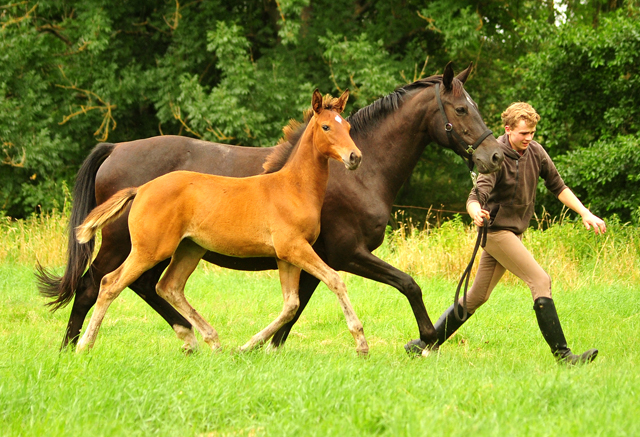 Trakehner Filly by out of Pr.u.StPrSt. Vittoria by Exclusiv- Trakehner Gestt Hmelschenburg - Foto: Beate Langels - 
Trakehner Gestt Hmelschenburg