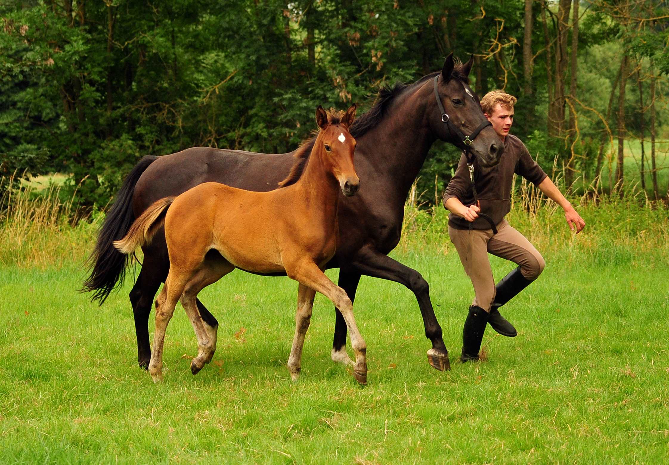 Trakehner Filly by out of Pr.u.StPrSt. Vittoria by Exclusiv- Trakehner Gestt Hmelschenburg - Foto: Beate Langels - 
Trakehner Gestt Hmelschenburg