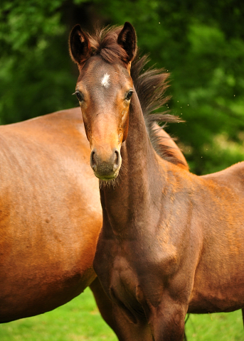 Schwalbendiva und ihre Tochter von Sir Donnerhall I
 Trakehner Gestt Hmelschenburg - Beate Langels