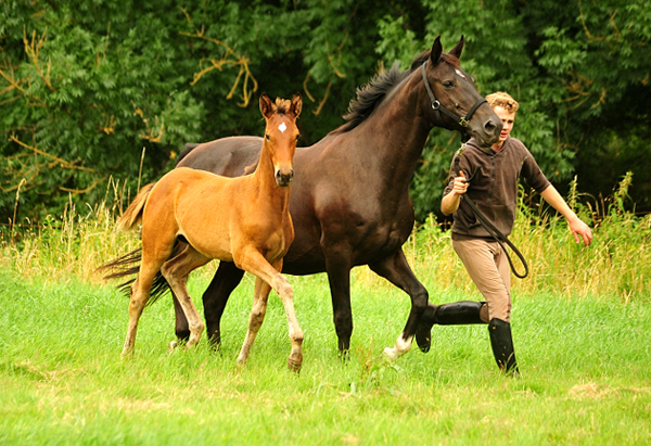 Trakehner Filly by out of Pr.u.StPrSt. Vittoria by Exclusiv- Trakehner Gestt Hmelschenburg - Foto: Beate Langels - 
Trakehner Gestt Hmelschenburg