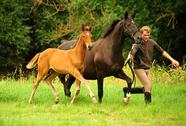Trakehner Filly by out of Pr.u.StPrSt. Vittoria by Exclusiv- Trakehner Gestt Hmelschenburg - Foto: Beate Langels - 
Trakehner Gestt Hmelschenburg