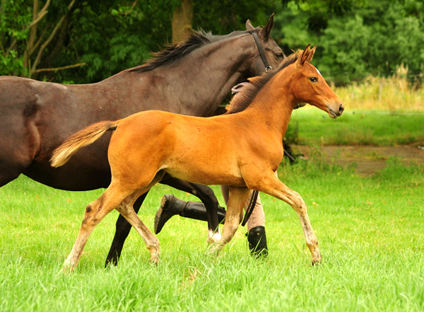 Trakehner Filly by out of Pr.u.StPrSt. Vittoria by Exclusiv- Trakehner Gestt Hmelschenburg - Foto: Beate Langels - 
Trakehner Gestt Hmelschenburg