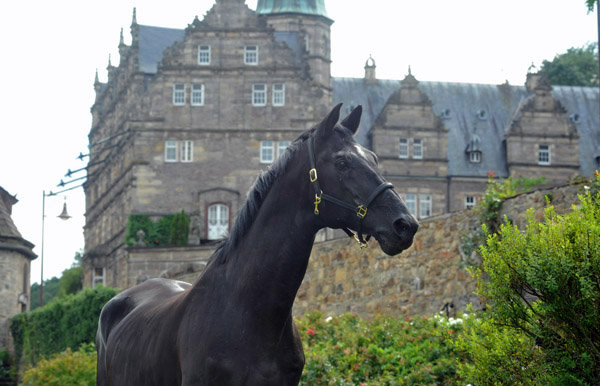 Kostolany - Foto: Beate Langels - Trakehner Gestt Hmelschenburg