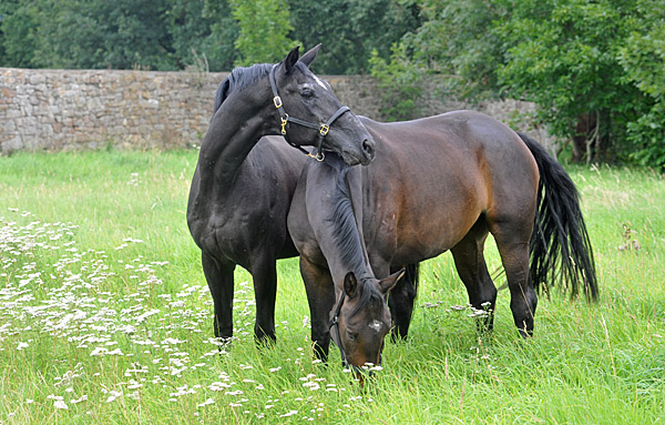 Kostolany und sein dreijhriger Sohn - Foto: Beate Langels - Trakehner Gestt Hmelschenburg