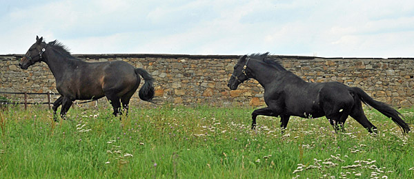 Kostolany und sein dreijhriger Sohn - Foto: Beate Langels - Trakehner Gestt Hmelschenburg