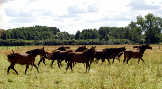 Besuch der Trakehner Freunde Weserbergland in Schplitz - 10. August 2012 - Foto: Beate Langels - Trakehner Gestt Hmelschenburg
