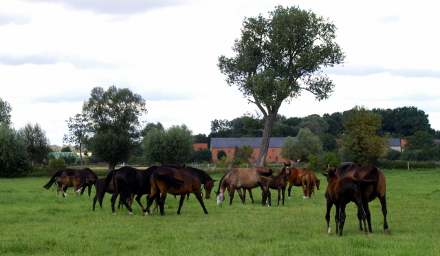 Besuch der Trakehner Freunde Weserbergland in Schplitz - 10. August 2012 - Foto: Beate Langels - Trakehner Gestt Hmelschenburg