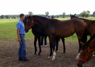 Besuch der Trakehner Freunde Weserbergland in Schplitz - 10. August 2012 - Foto: Beate Langels - Trakehner Gestt Hmelschenburg