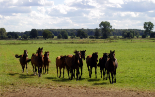 Besuch der Trakehner Freunde Weserbergland in Schplitz - 10. August 2012 - Foto: Beate Langels - Trakehner Gestt Hmelschenburg