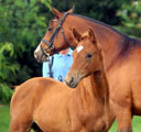  Foto Beate Langels - Trakehner Gestt Hmelschenburg