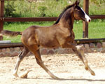 Besuch der Trakehner Freunde Weserbergland im Gestt Schplitz  - Foto Beate Langels - Trakehner Gestt Hmelschenburg