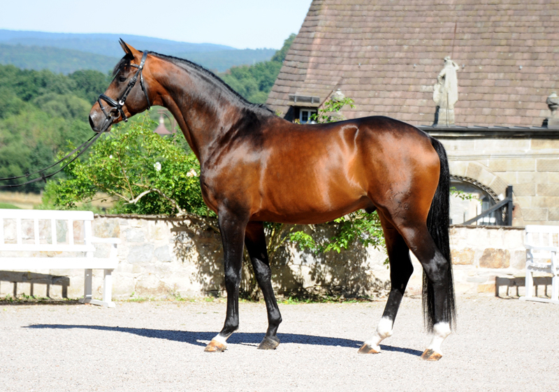 Trakehner Hengst High Quality von Saint Cyr x Summertime, 
Foto: Beate Langels - Gestt Hmelschenburg