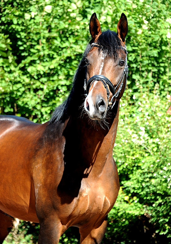 High Quality von Saint Cyr x Summertime  - Trakehner Gestt Hmelschenburg - 
Foto: Beate Langels